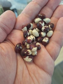 Huevo de Hornero de Tenerife bab, Phaseolus vulgaris , hüvelyes